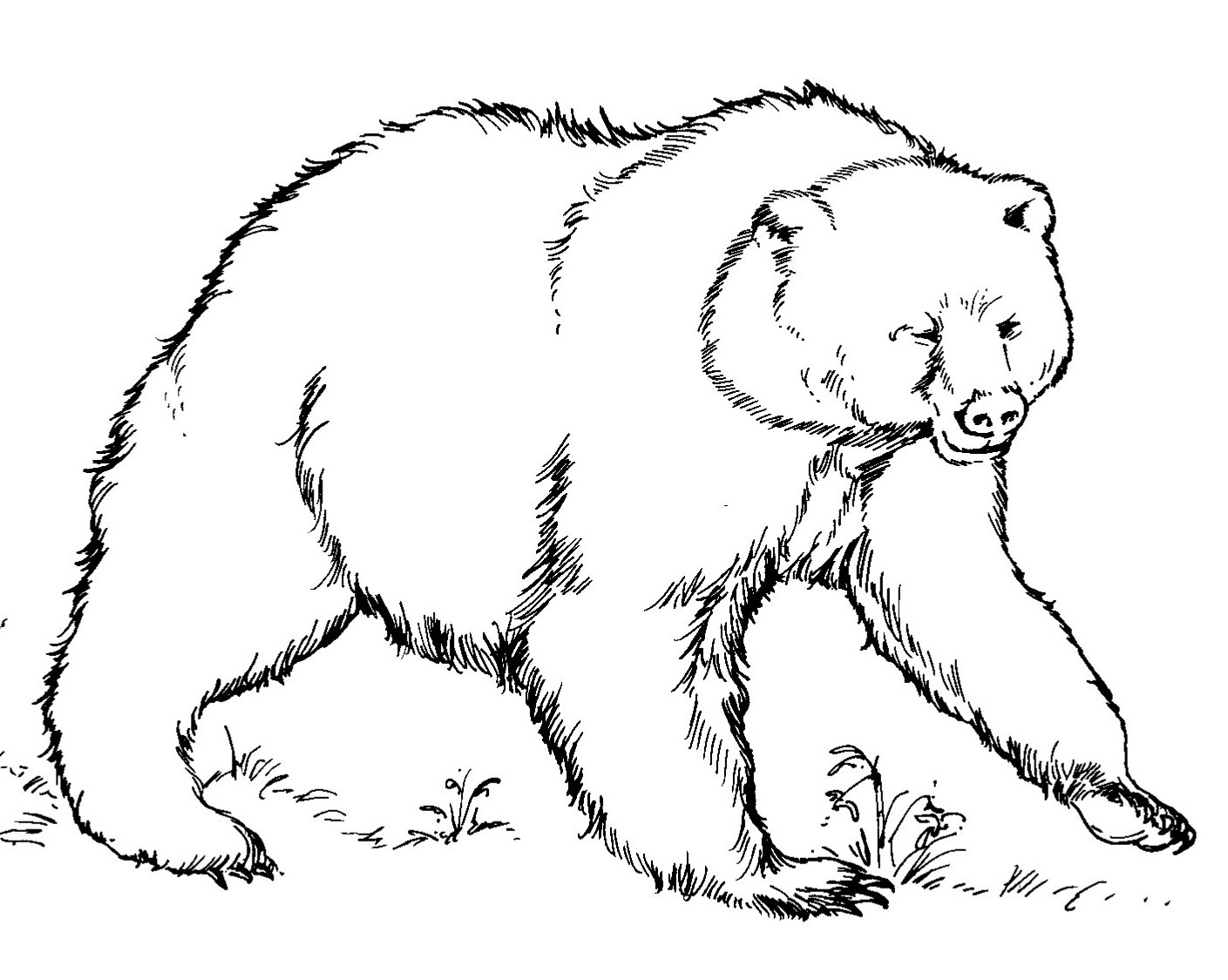 1409x1125 Free Bear Coloring Pages Download