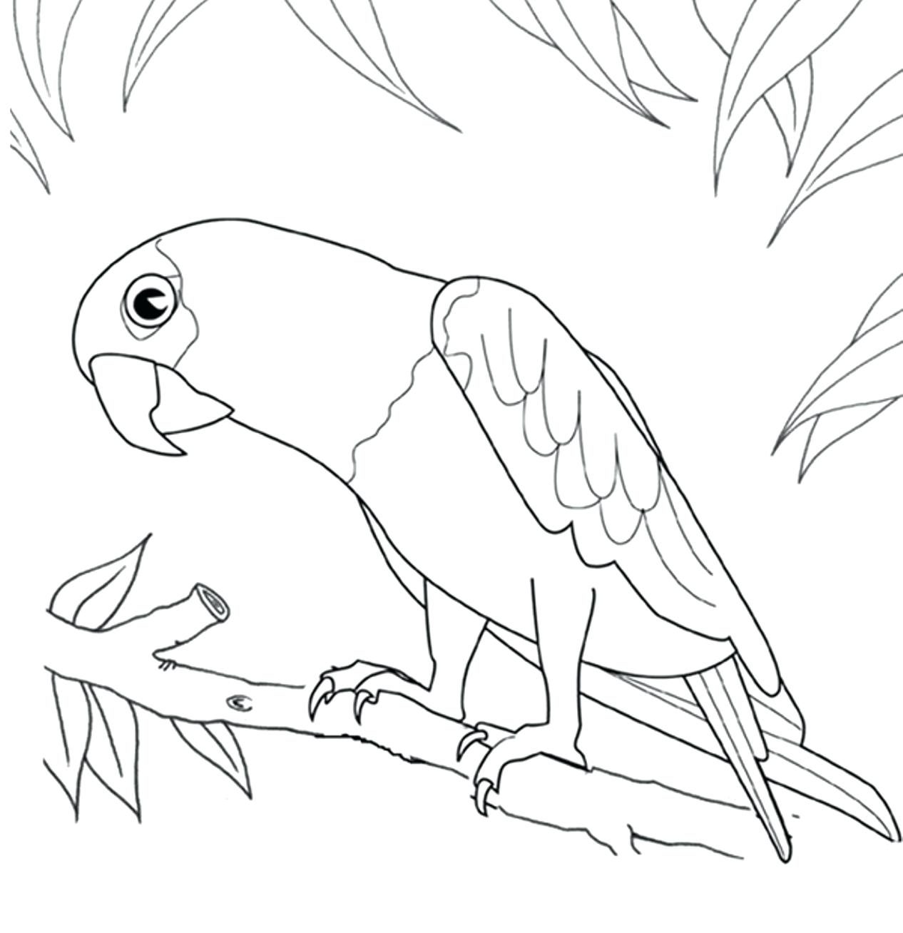 1266x1308 Printable Bird Coloring Page Parrot Cute Pages Cartoon For Adults