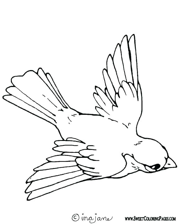 576x720 Printable Bird Coloring Pages Free Printable Bird Pictures As Well