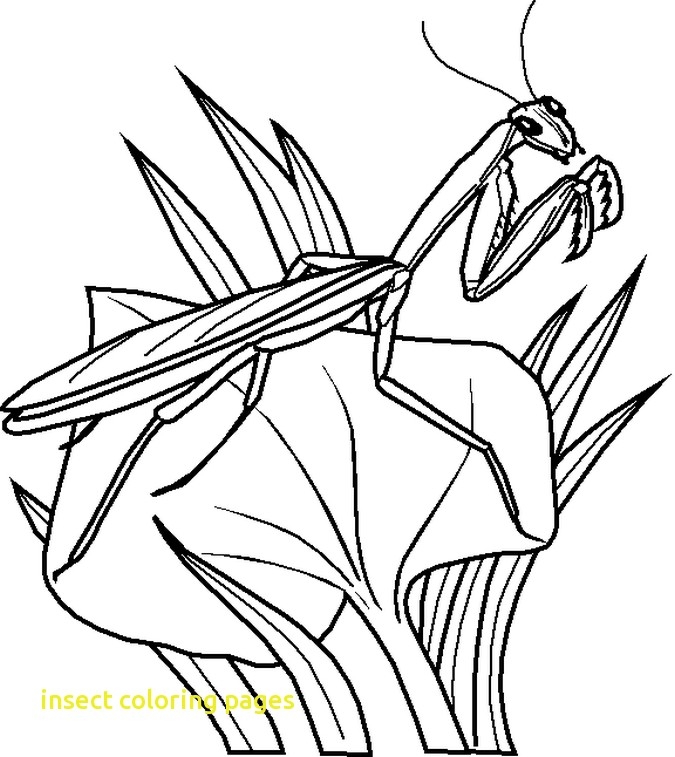 675x757 Printable Bug Coloring Pages Insect Coloring Pages With Free