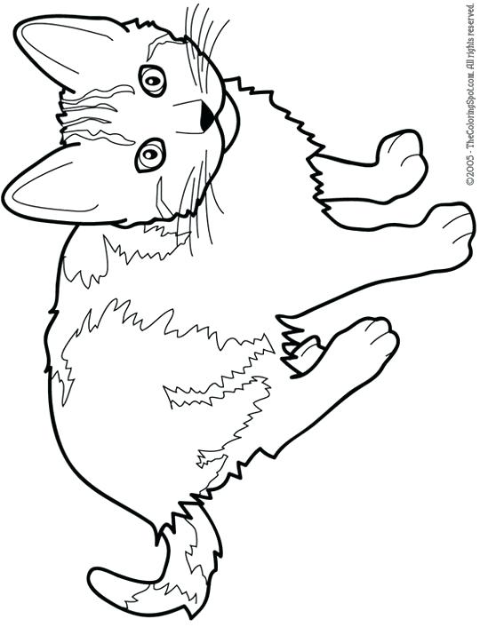 540x706 Coloring Pages Cat Cat Color Pages Printable Cat Free Printable