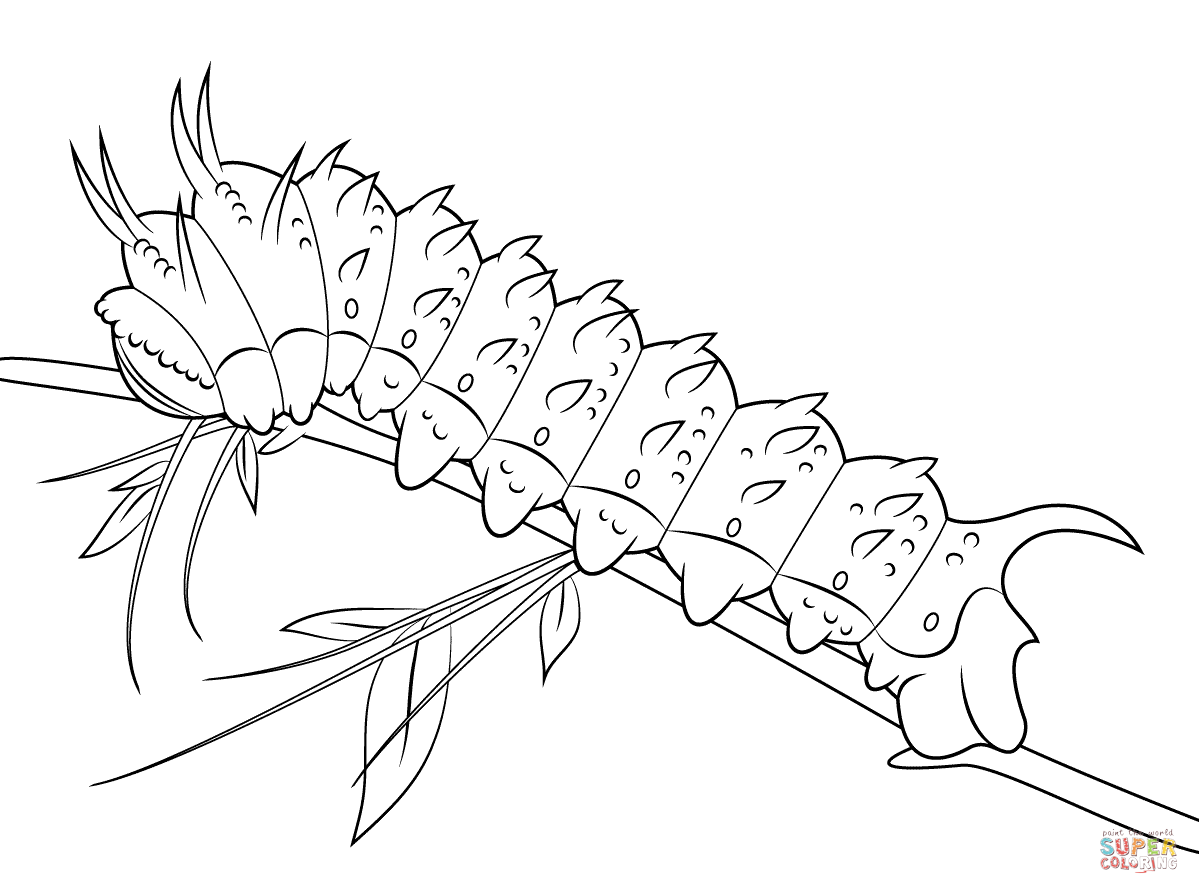 1199x894 Hubbards Silkmoth Caterpillar Coloring Page Free Printable