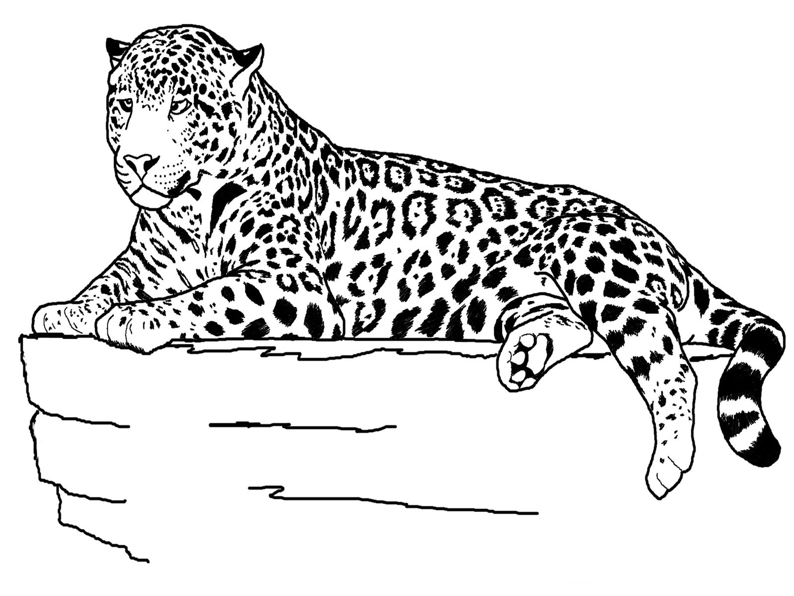1600x1200 Elegant Free Printable Cheetah Coloring Pages For Kids Free