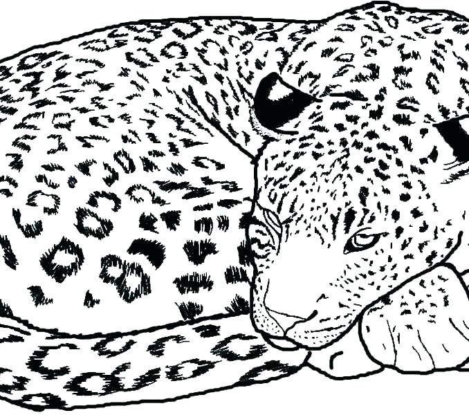 678x600 Cheetah Coloring Pages To Print
