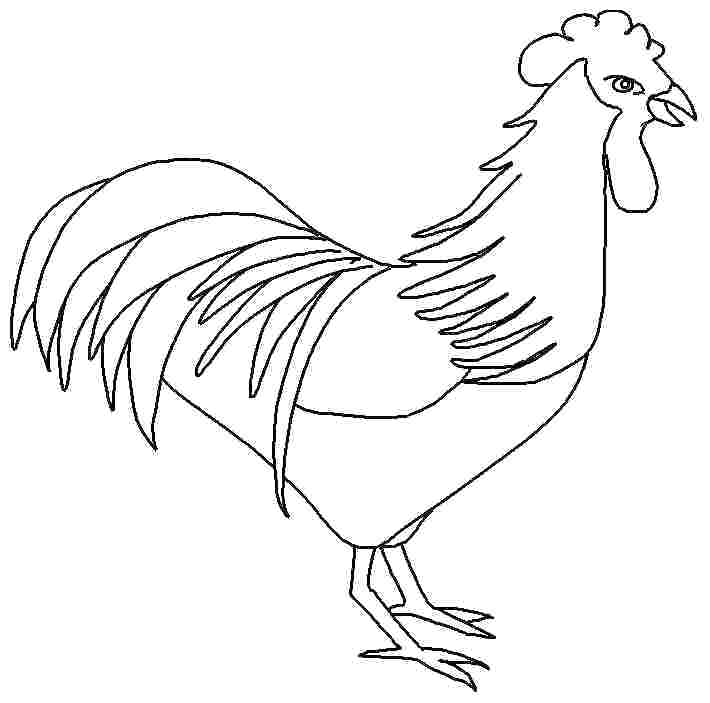 710x703 Roost Chicken Coloring Pages Free Chicken Coloring Pictures