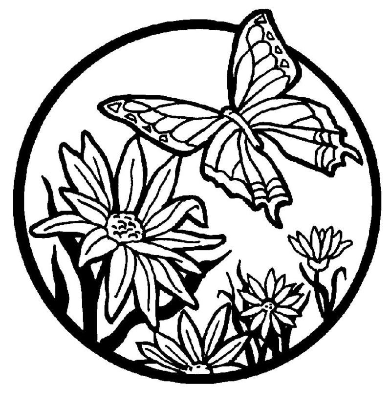 800x835 Free Coloring Pages Butterflies And Flowers