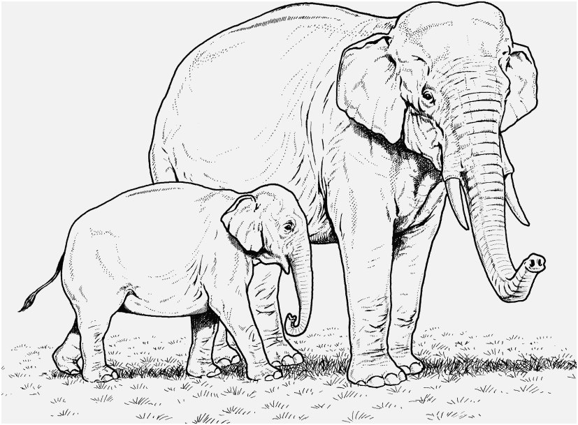 827x609 Printable Elephant Pictures Pictures Elephant Coloring Pages