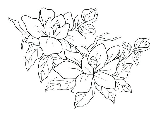 550x392 Flower Coloring Pages Printable Hibiscus Flower Coloring Pages