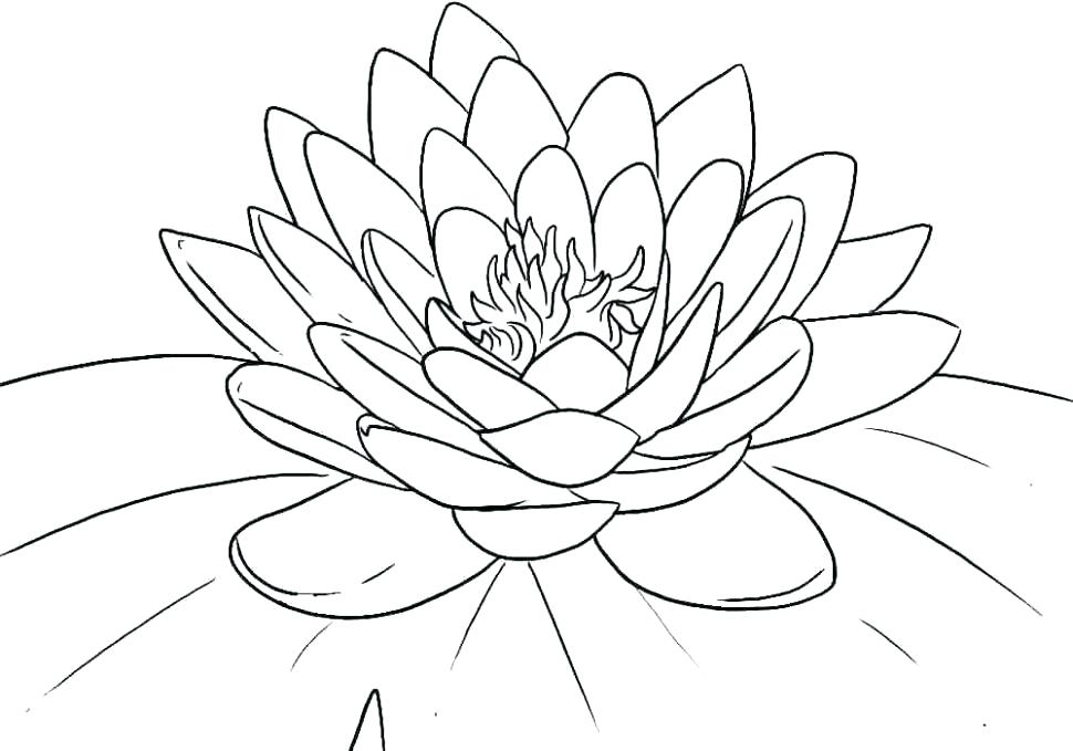 970x679 Free Printable Flower Coloring Pages For Adults