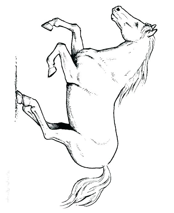 564x690 Colouring Pages Horses Printable Free