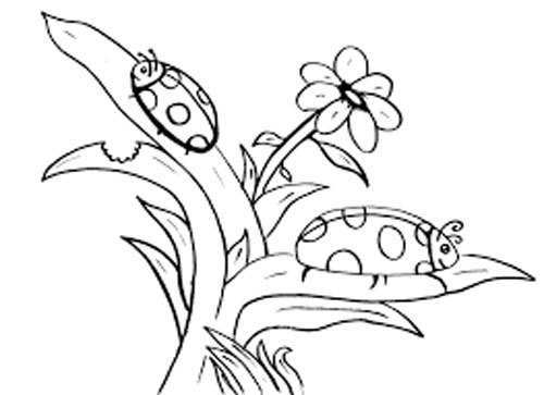 500x363 Insects Coloring Pages Printable