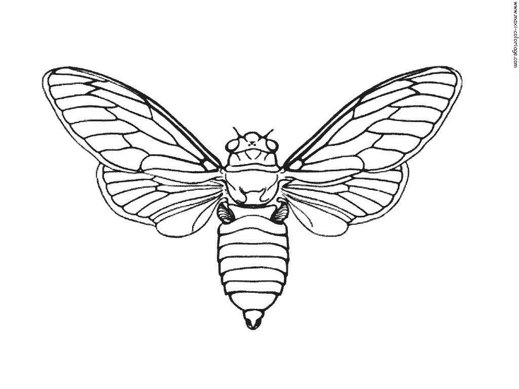 1024x768 Printable Insect Coloring Pages For Kids Classic Style