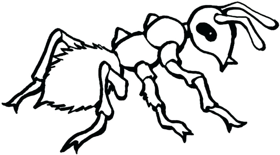 981x545 Unique Insect Coloring Pages And Cute Bug Colouring Pages