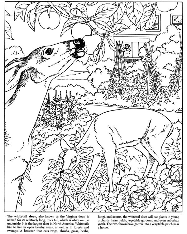 600x750 Printable Dover Coloring Pages Home Coloring Page Coloring