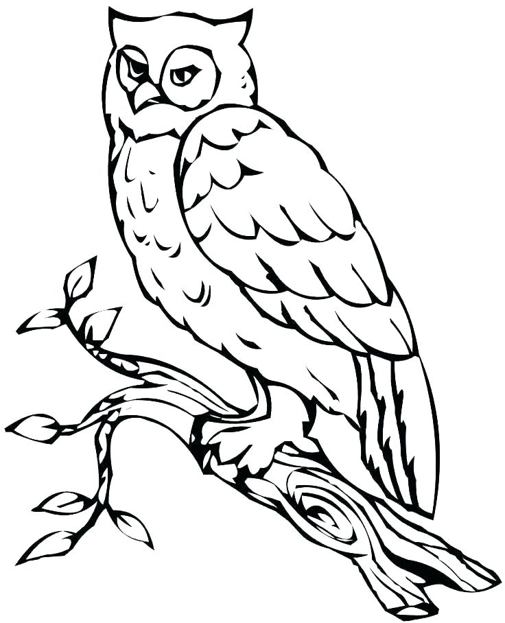 736x908 Snowy Owl Coloring Pages Barn Owl Coloring Pages Printable Owl