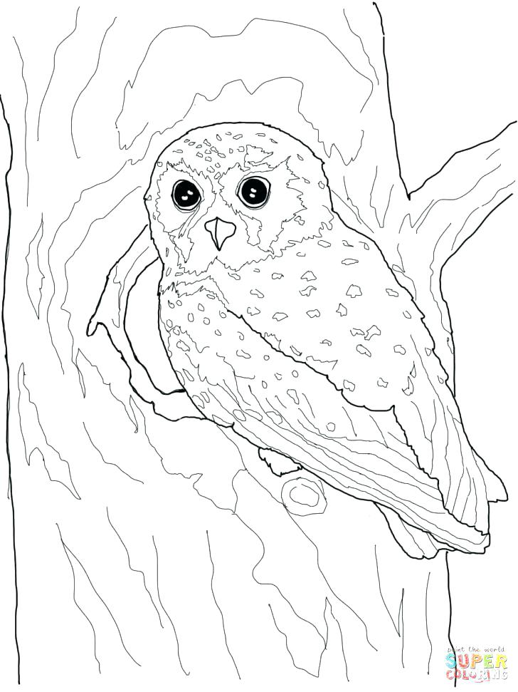 728x971 Free Owl Coloring Pages Owl Coloring Page Medium Size Of Cute Owl