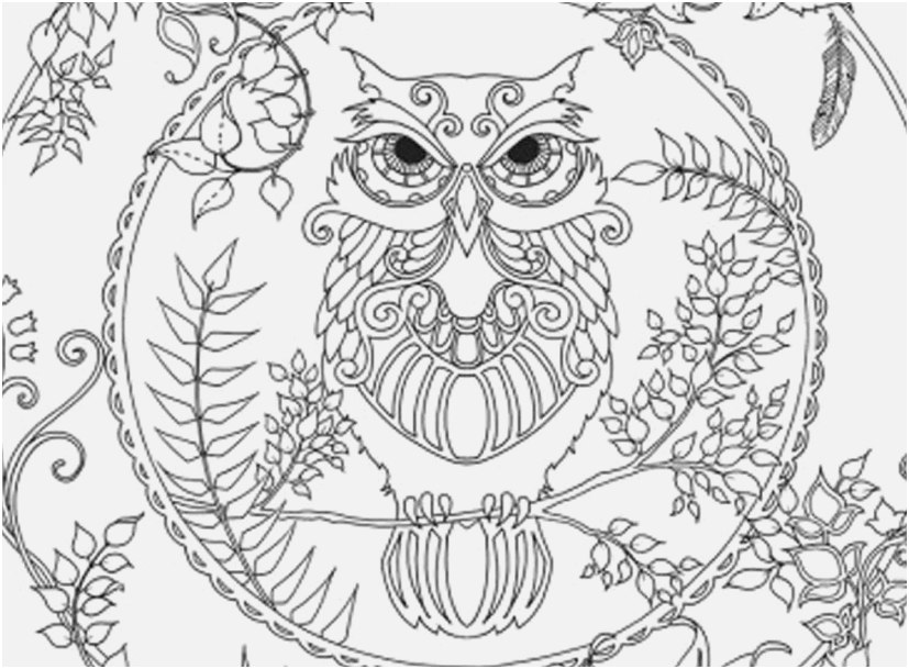 827x609 Printable Owl Coloring Pages Pic Owl Coloring Page Adult Club