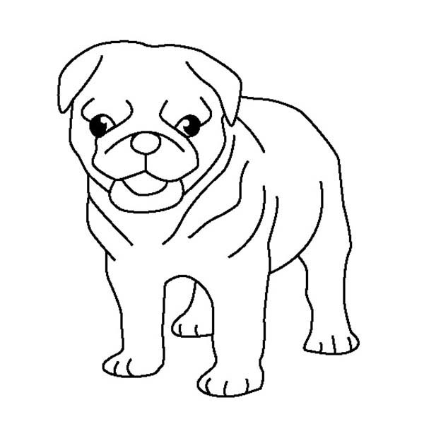 600x600 Pug Coloring Pages