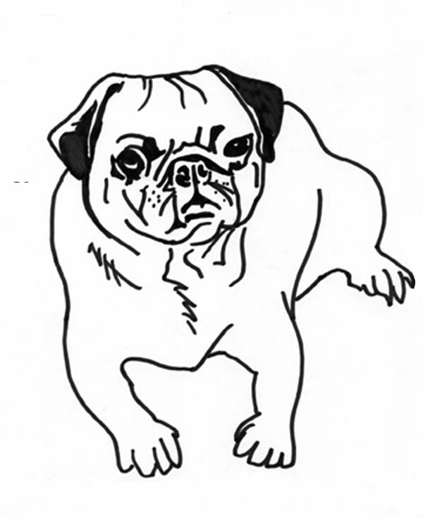 600x735 Pug Coloring Pages