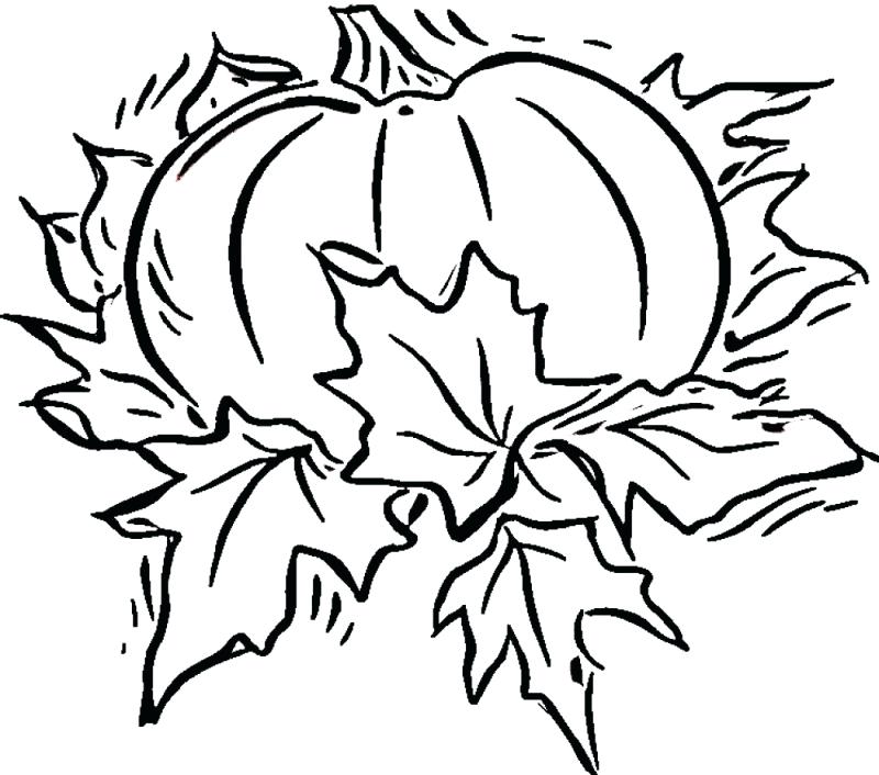 800x706 Pumpkin Coloring Pages For Kids Devon Creamteas