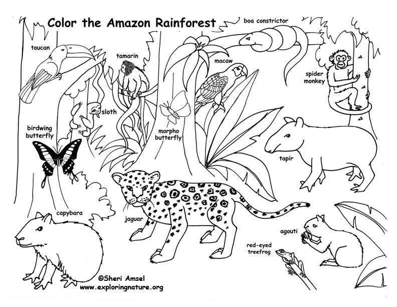 792x612 Printable Rainforest Coloring Pages Rainforest Amazon Coloring