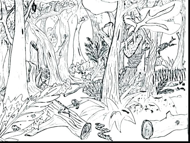 667x500 Tropical Rainforest Printable Coloring Pages