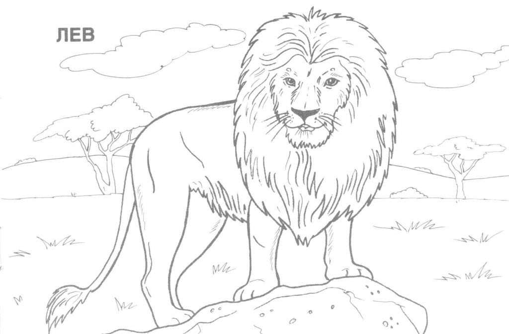 1024x673 Free Printable Realistic Animal Coloring Pages