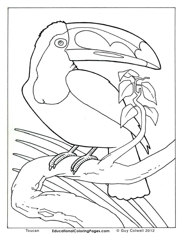 612x792 Real Animal Coloring Pages Book Coloring Real Animal Coloring
