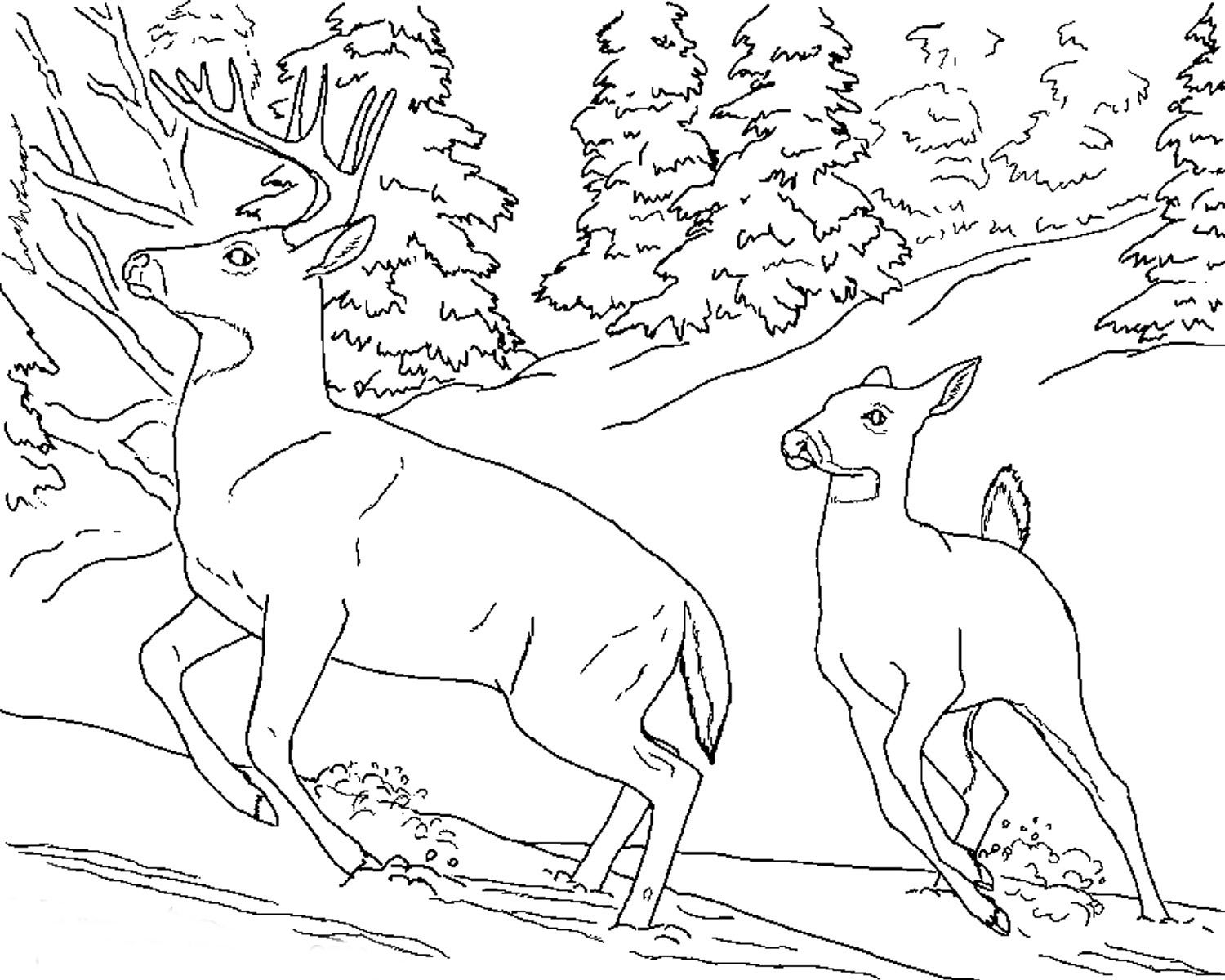 1500x1200 Realistic Coloring Pages Of Animals Realistic Deer Animal