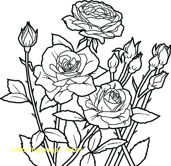 593x577 Roses Coloring Page Rose Coloring Page Coloring Pages Roses