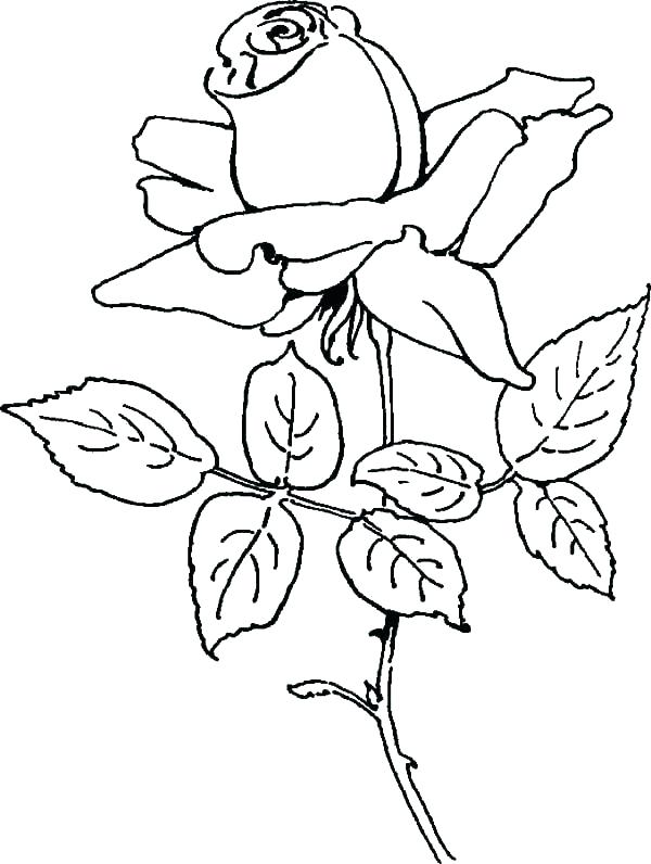 Printable Rose Coloring Pages at GetDrawings | Free download