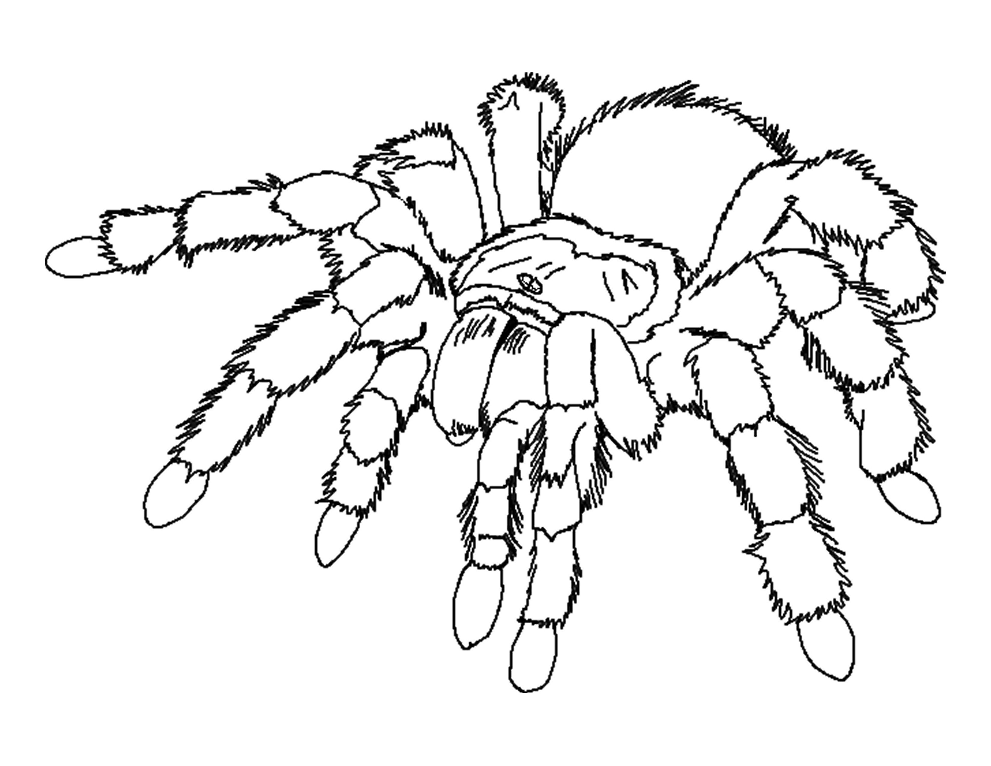 3300x2550 Spider Coloring Page Colouring To Humorous Draw Printables Unusual