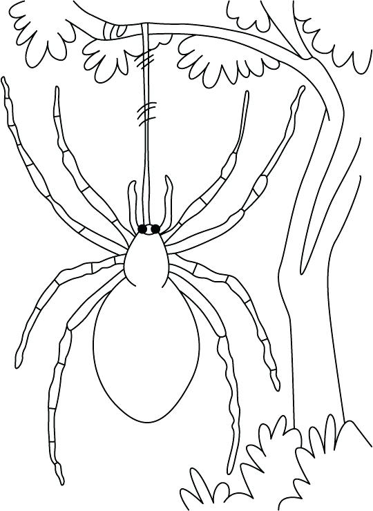 540x740 Spiderman Coloring Pictures Printable Free Printable Spider
