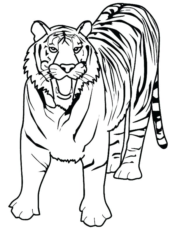 600x786 Printable Tiger Colouring Pages Coloring Free Download Best