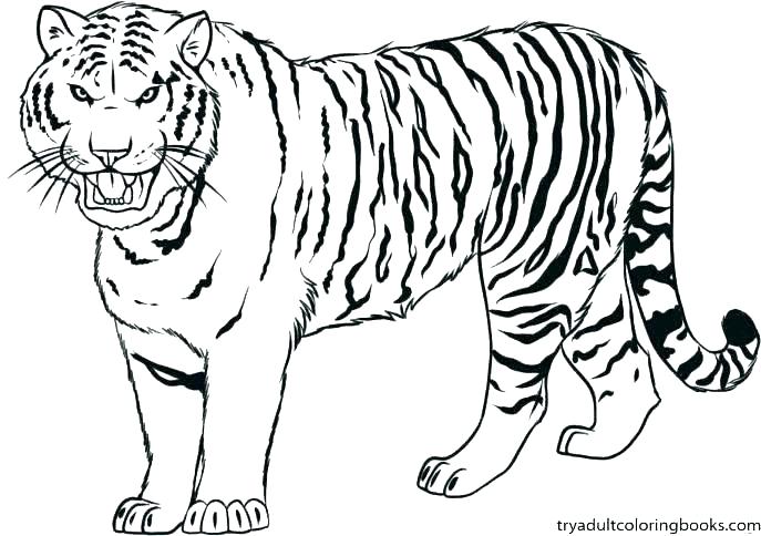 Printable Tiger Coloring Pages at GetDrawings | Free download