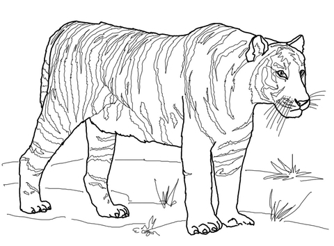 Printable Tiger Coloring Pages at GetDrawings | Free download