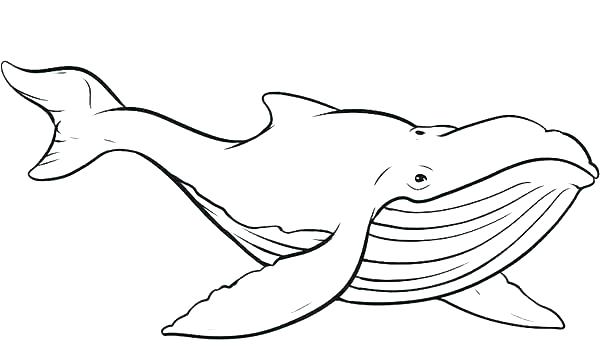600x352 Coloring Pages Of Whales Whales Coloring Pages Whale Coloring Page