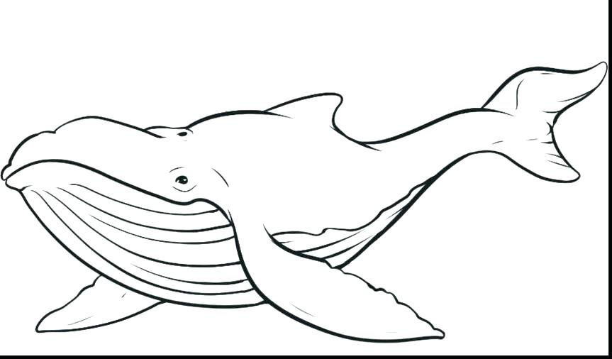 863x506 Whale Coloring Pages Whale Whale Coloring Pages Free Humpback