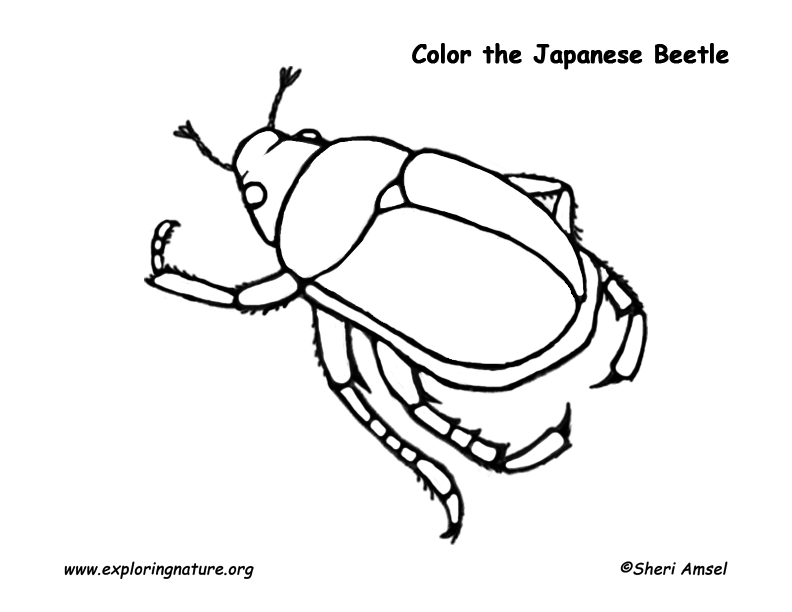 792x612 Japanese Beetle Coloring Page