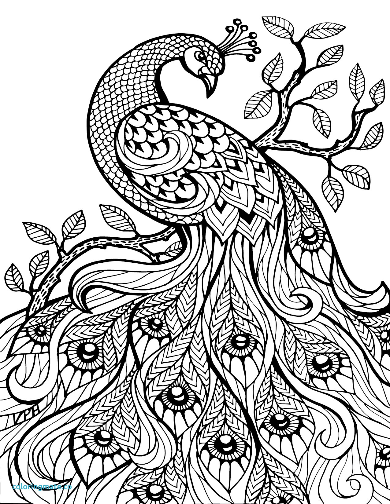 1275x1650 Professional Coloring Pages Fresh Free Download Adult Coloring