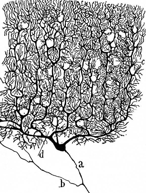 578x765 Drawn Brain Cognitive Psychology