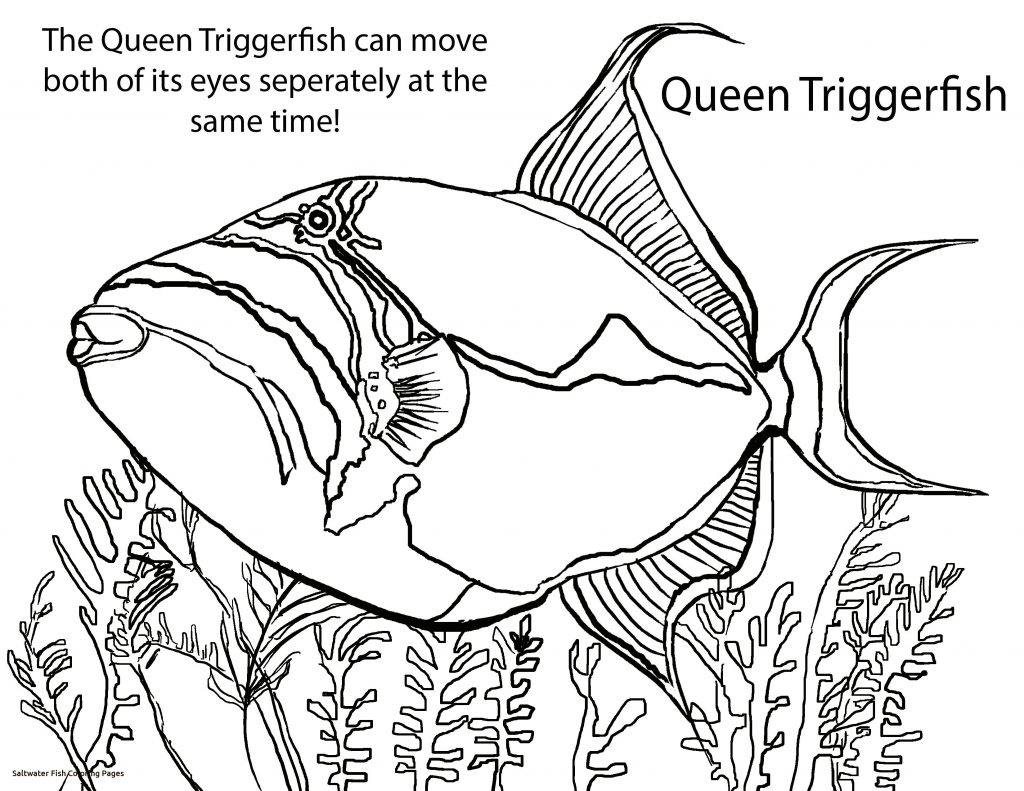 1024x791 Puffer Fish Coloring Pages