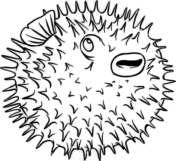 600x547 Puffer Fish Coloring Pages