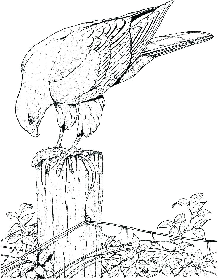 736x944 Coloring Page Of A Bird Puffin Coloring Page Coloring Pages Birds