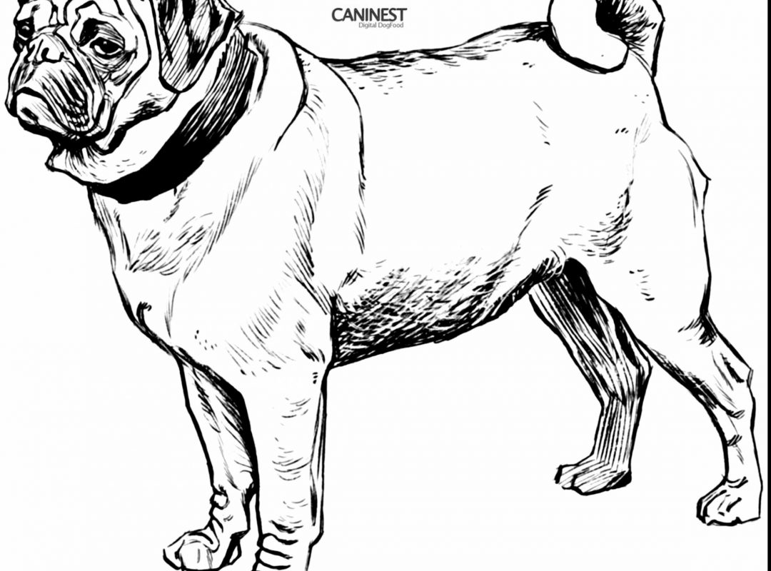1080x800 Inspirational Pug Coloring Page On Picture Free Printable Pages