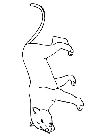 360x480 Mountain Lion Coloring Page Cougar Or Puma Or Panther Or Mountain