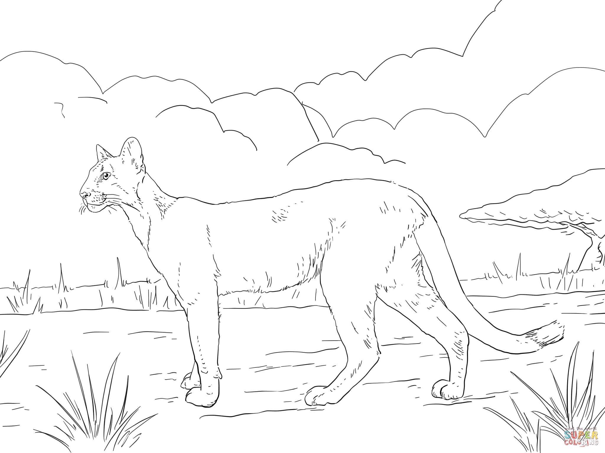 2048x1536 Puma Animal Coloring Pages Awesome Florida Panther Coloring Page