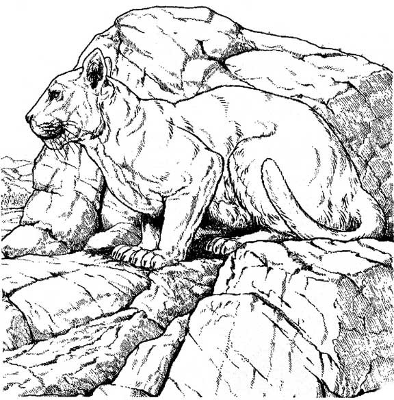 576x584 Coloring Pages For Mountain Lions Free Printable Pictures