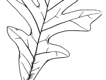 440x330 Leaves Coloring Pages Rose With Three Leaves Coloring Page Tree
