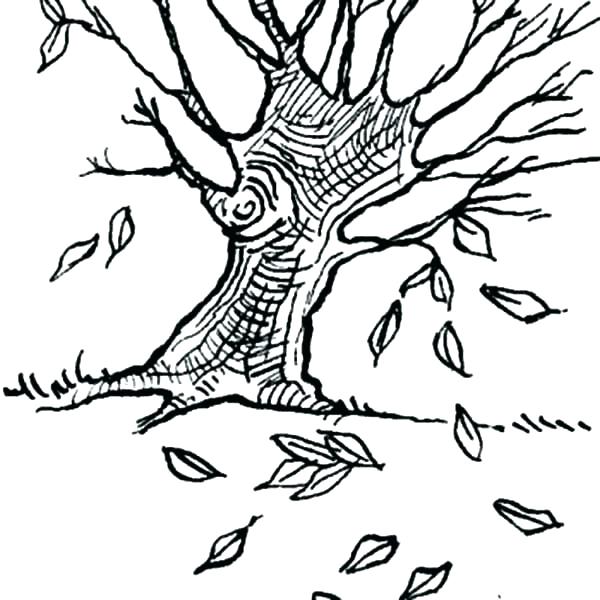 600x600 Oak Leaf Coloring Page Acorn Coloring Pages Oak Leaves Acorn Oak